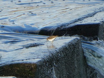 2018年11月23日(金) 多摩川二ヶ領宿河原堰の野鳥観察記録