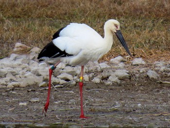 2024年2月12日(月) 昆陽池の野鳥観察記録