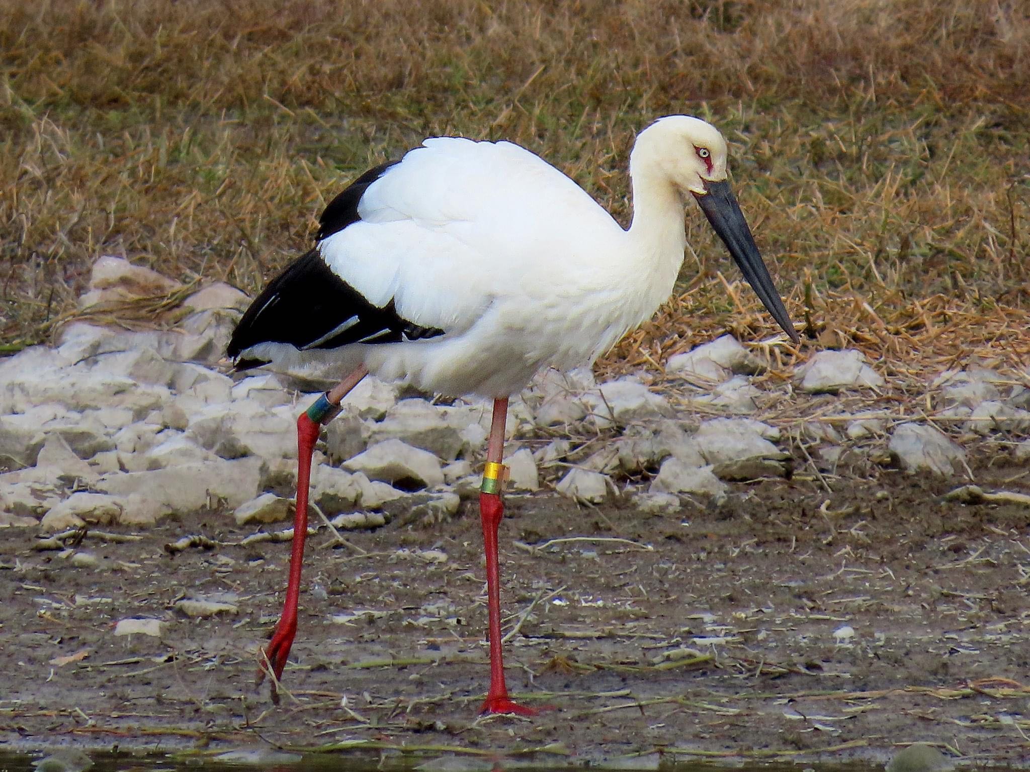 Photo of Oriental Stork at 昆陽池 by えりにゃん店長