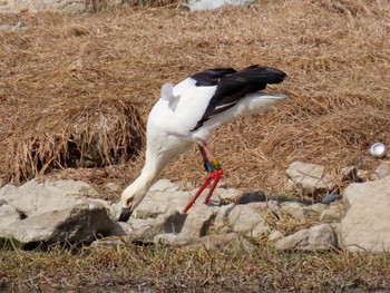 Oriental Stork 昆陽池 Mon, 2/12/2024