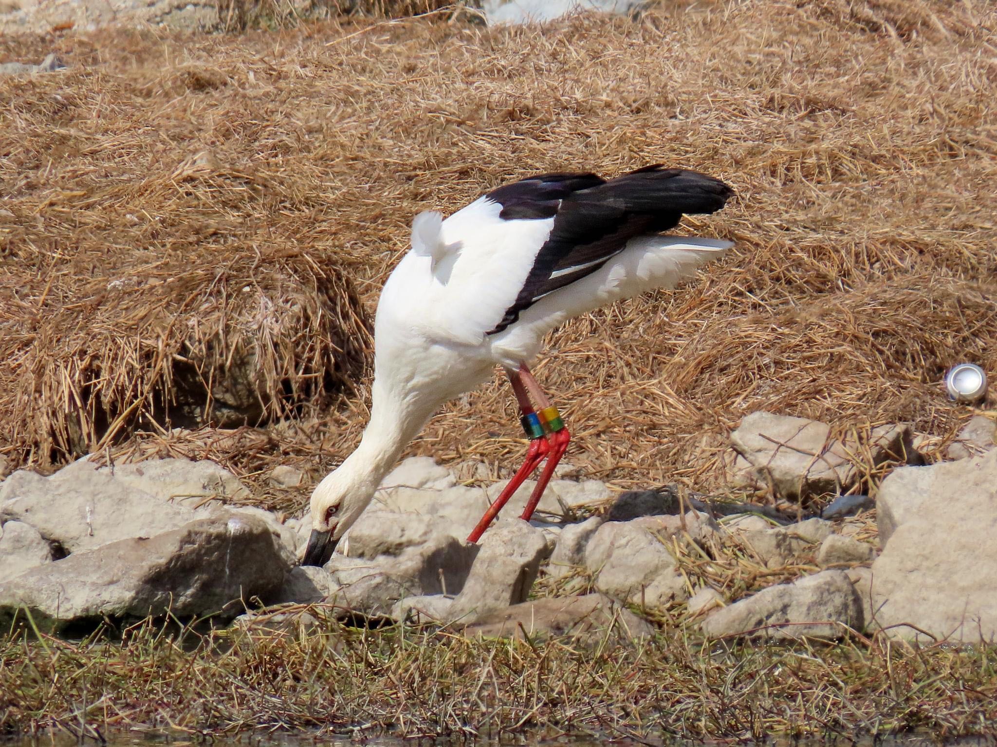 Photo of Oriental Stork at 昆陽池 by えりにゃん店長