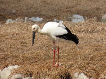 コウノトリ 昆陽池 2024年2月12日(月)