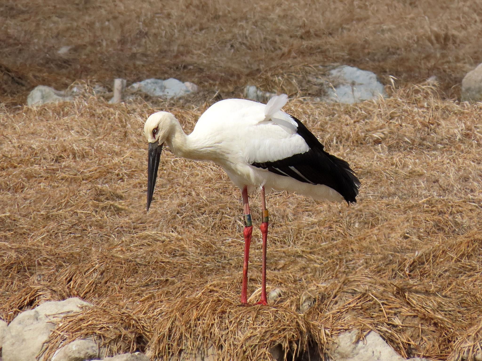 Photo of Oriental Stork at 昆陽池 by えりにゃん店長