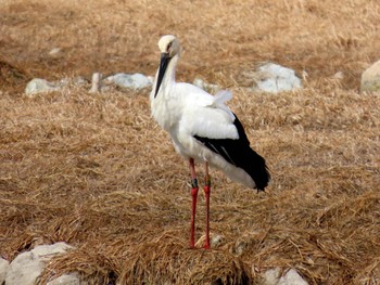 コウノトリ 昆陽池 2024年2月12日(月)