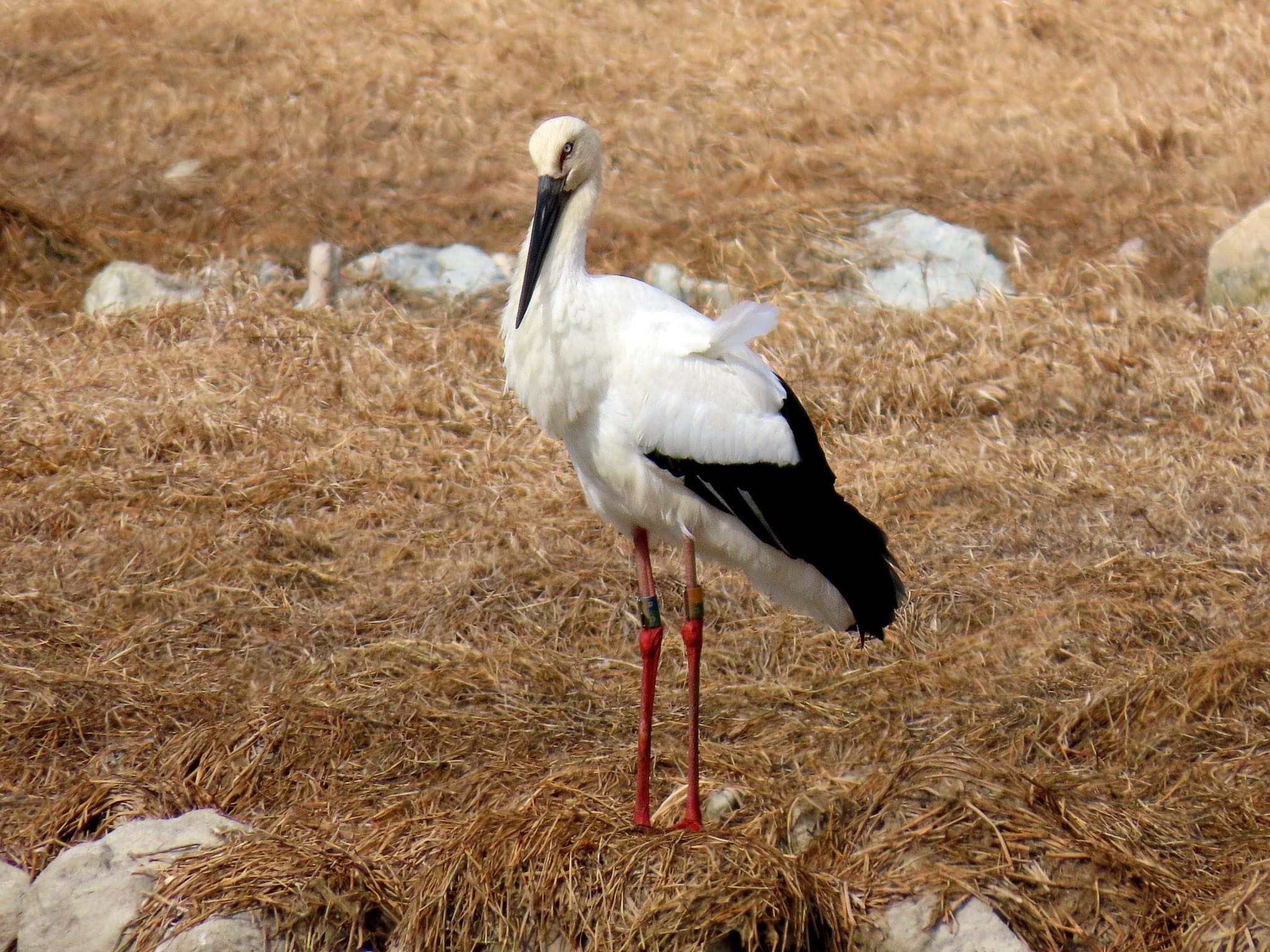 昆陽池 コウノトリの写真 by えりにゃん店長