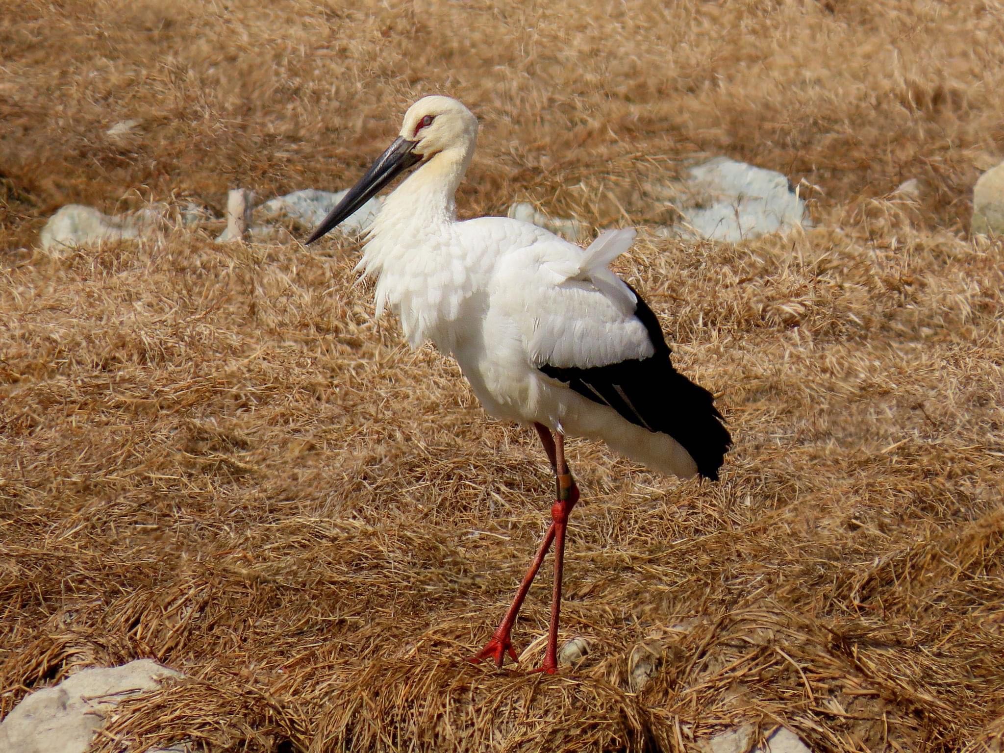 Photo of Oriental Stork at 昆陽池 by えりにゃん店長