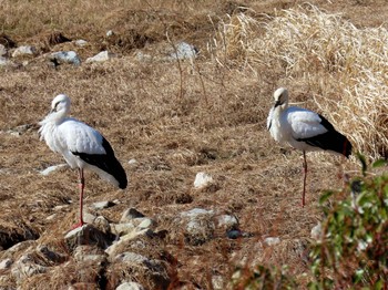 Oriental Stork 昆陽池 Mon, 2/12/2024