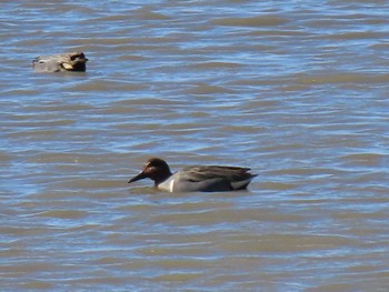 Green-winged Teal Kabukuri Pond Tue, 2/13/2024