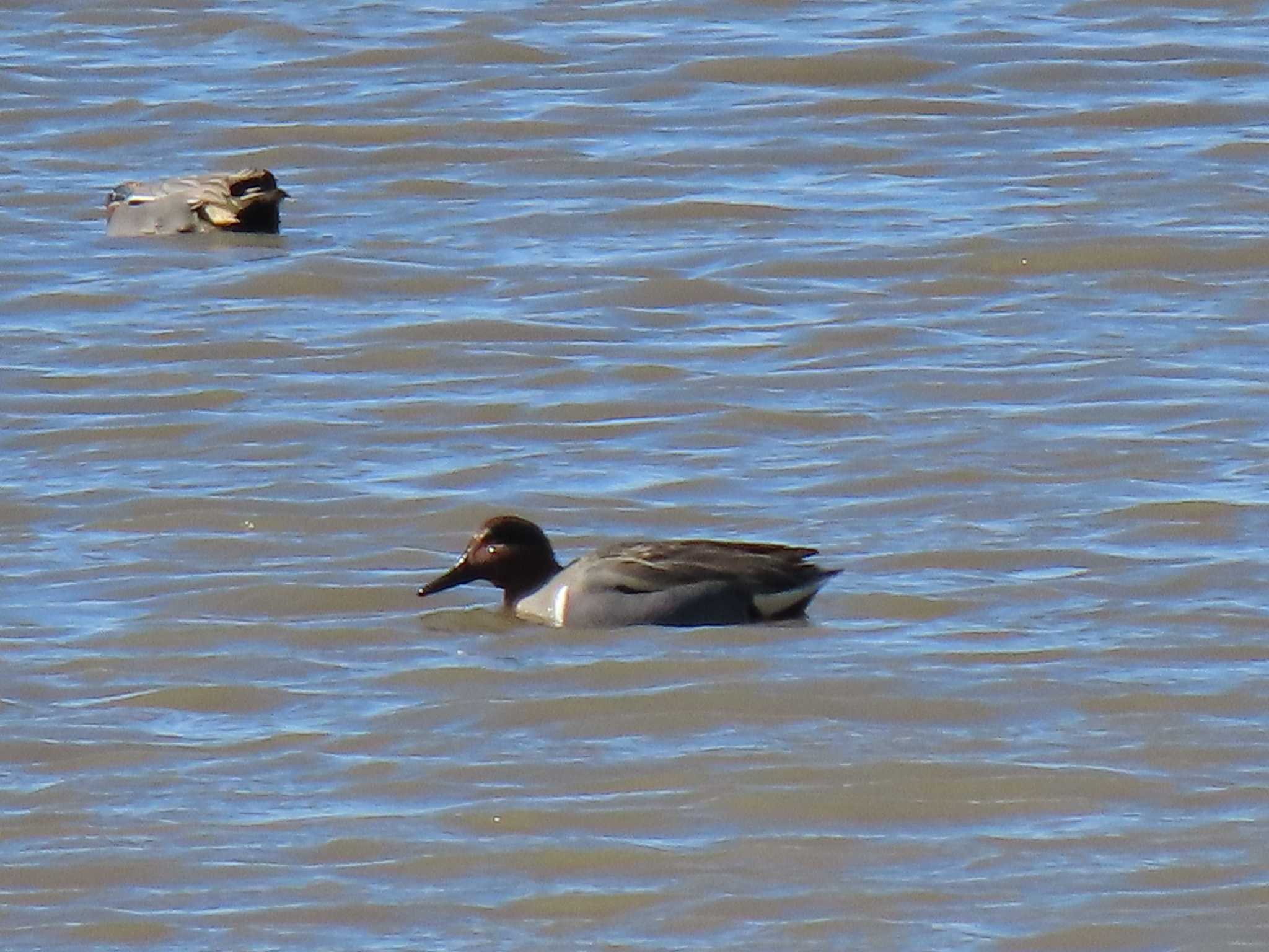 Green-winged Teal