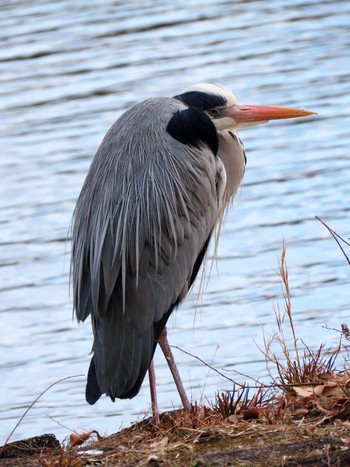 アオサギ 昆陽池公園 2024年2月12日(月)