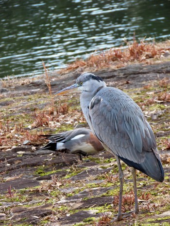 アオサギ 昆陽池公園 2024年2月12日(月)