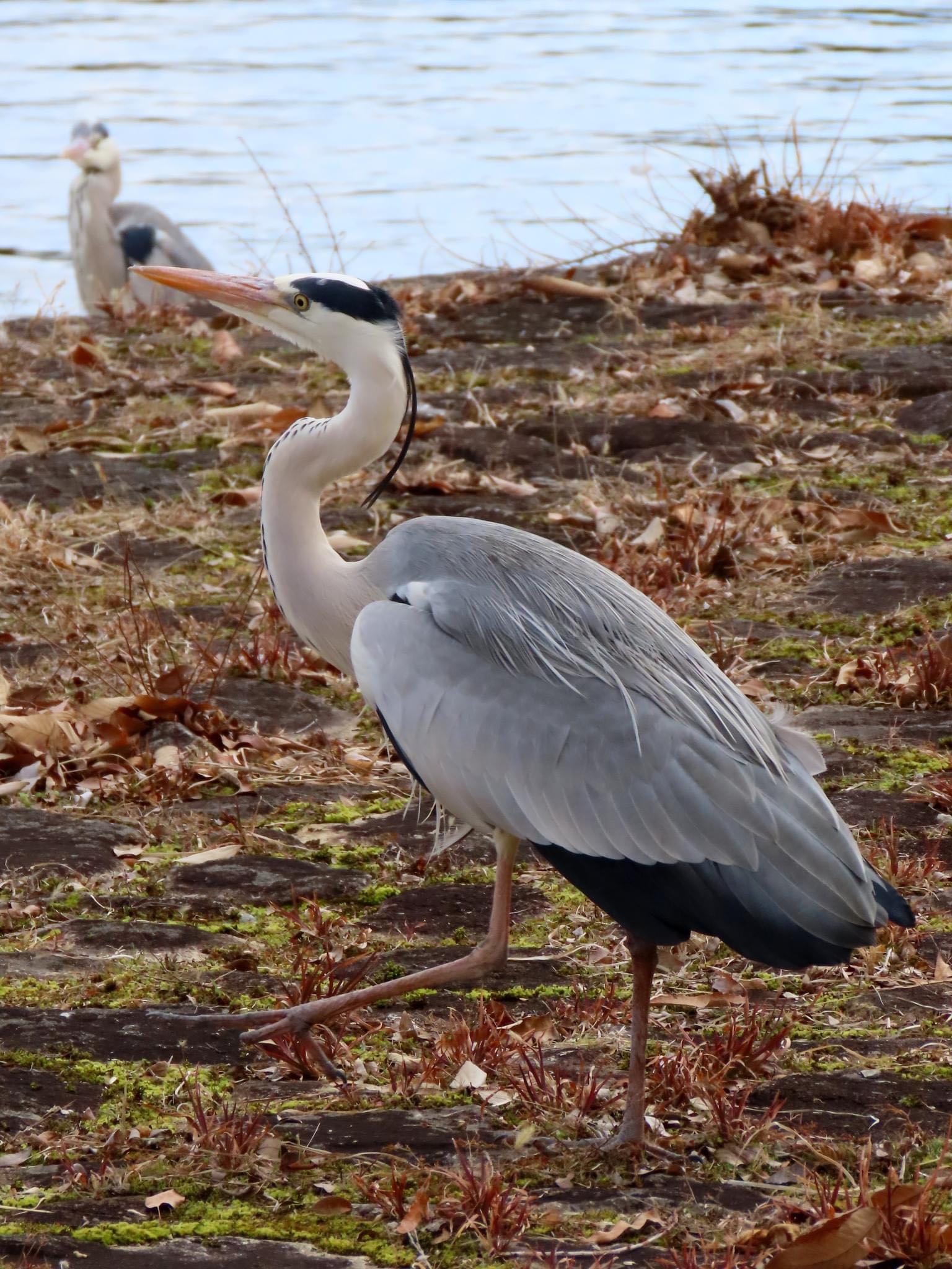 Photo of Grey Heron at Koyaike Park by えりにゃん店長