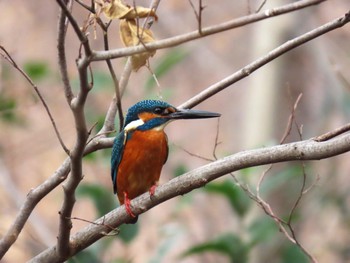 カワセミ 昆陽池公園 2024年2月12日(月)