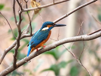 カワセミ 昆陽池公園 2024年2月12日(月)