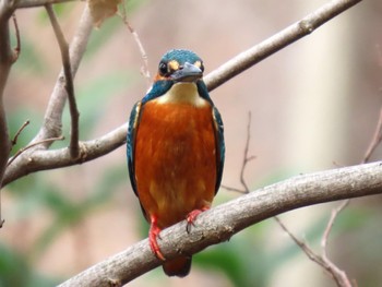 カワセミ 昆陽池公園 2024年2月12日(月)