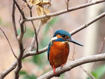 Common Kingfisher Koyaike Park Mon, 2/12/2024