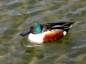 Northern Shoveler 昆陽池 Mon, 2/12/2024