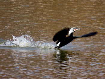 Great Cormorant 昆陽池 Mon, 2/12/2024