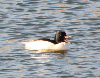 Common Merganser Unknown Spots Sun, 1/7/2024