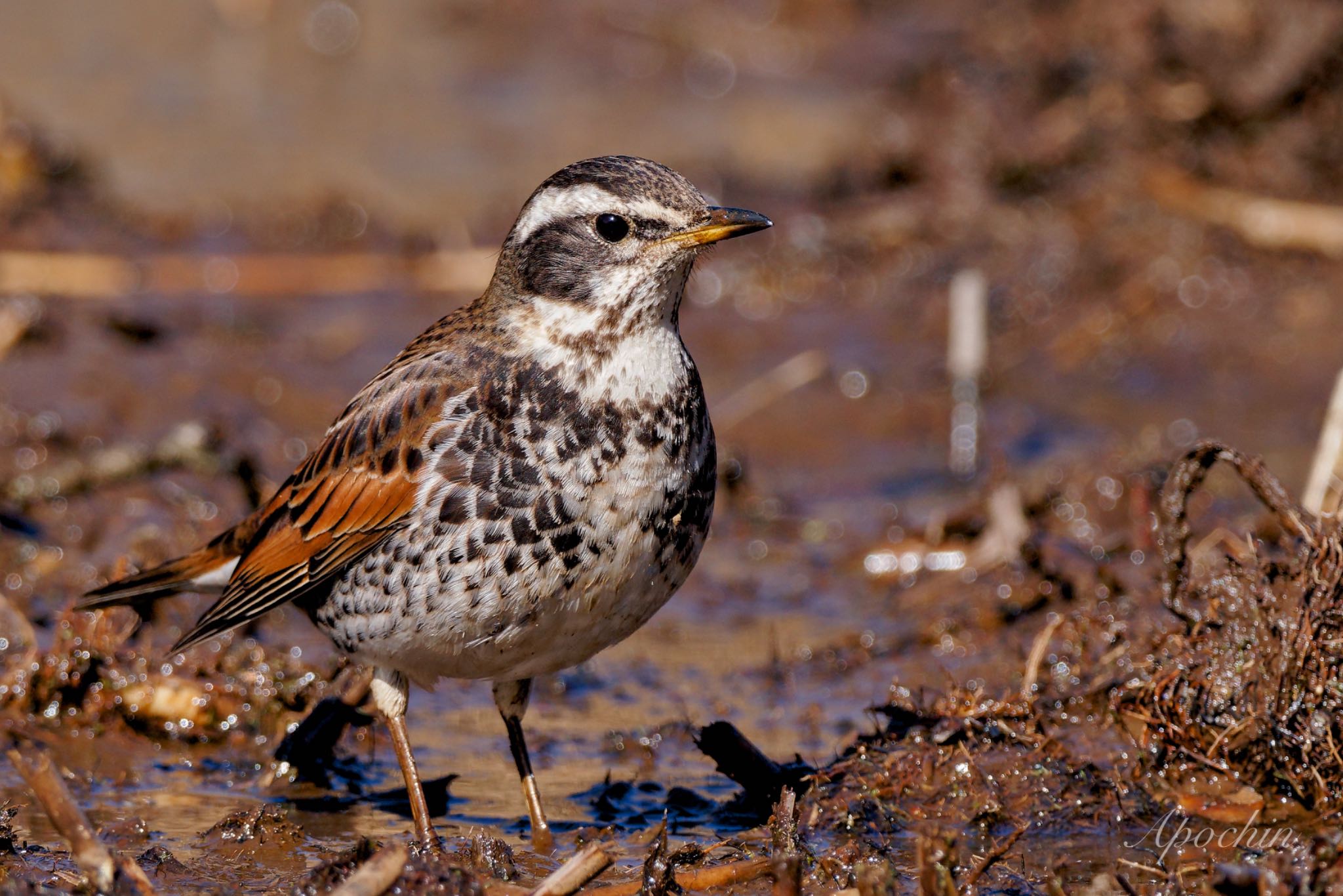 Dusky Thrush