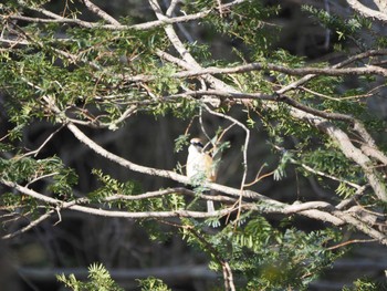 Bull-headed Shrike 栃木県中央公園 Thu, 2/15/2024