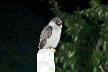 Black-and-white Owl Pierella Ecological Garden(Costa Rica) Sat, 2/10/2024