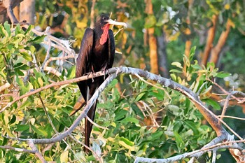 Magnificent Frigatebird Puntarenas Port Sun, 2/11/2024