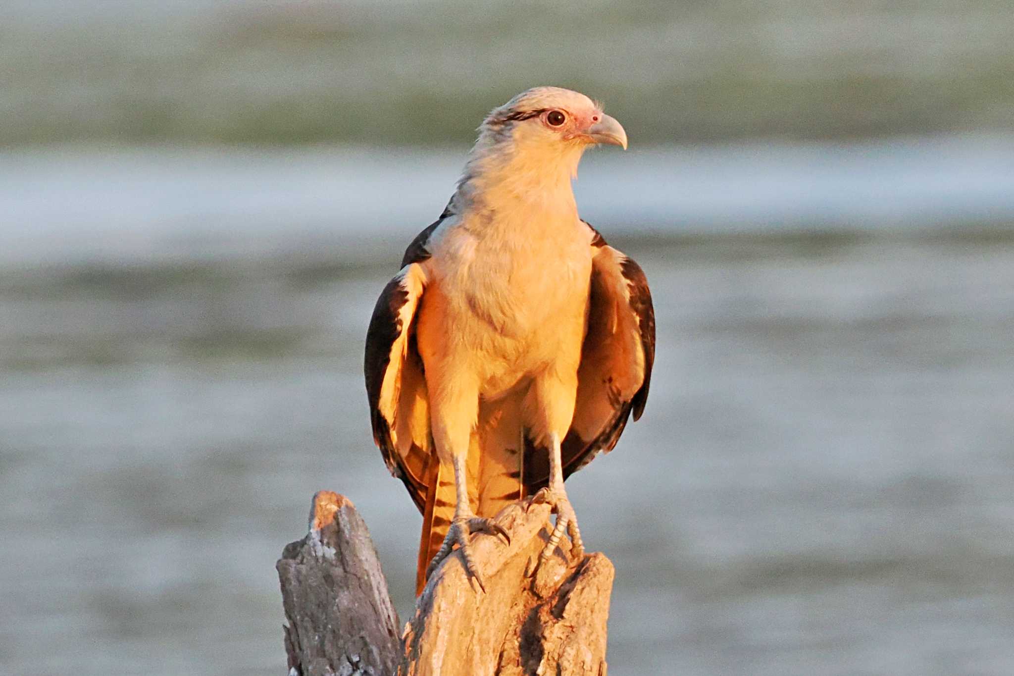 Photo of Yellow-headed Caracara at Puntarenas Port by 藤原奏冥