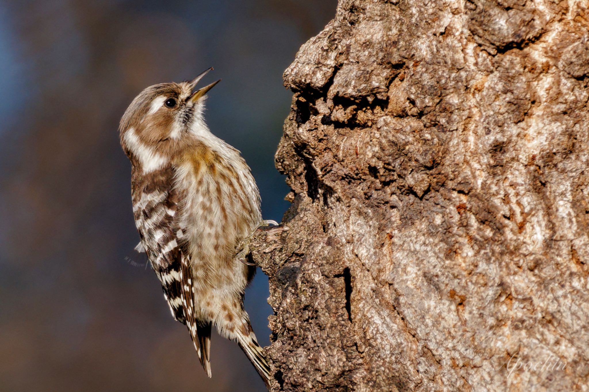 Photo of Japanese Pygmy Woodpecker at 荒川自然観察テラス by アポちん