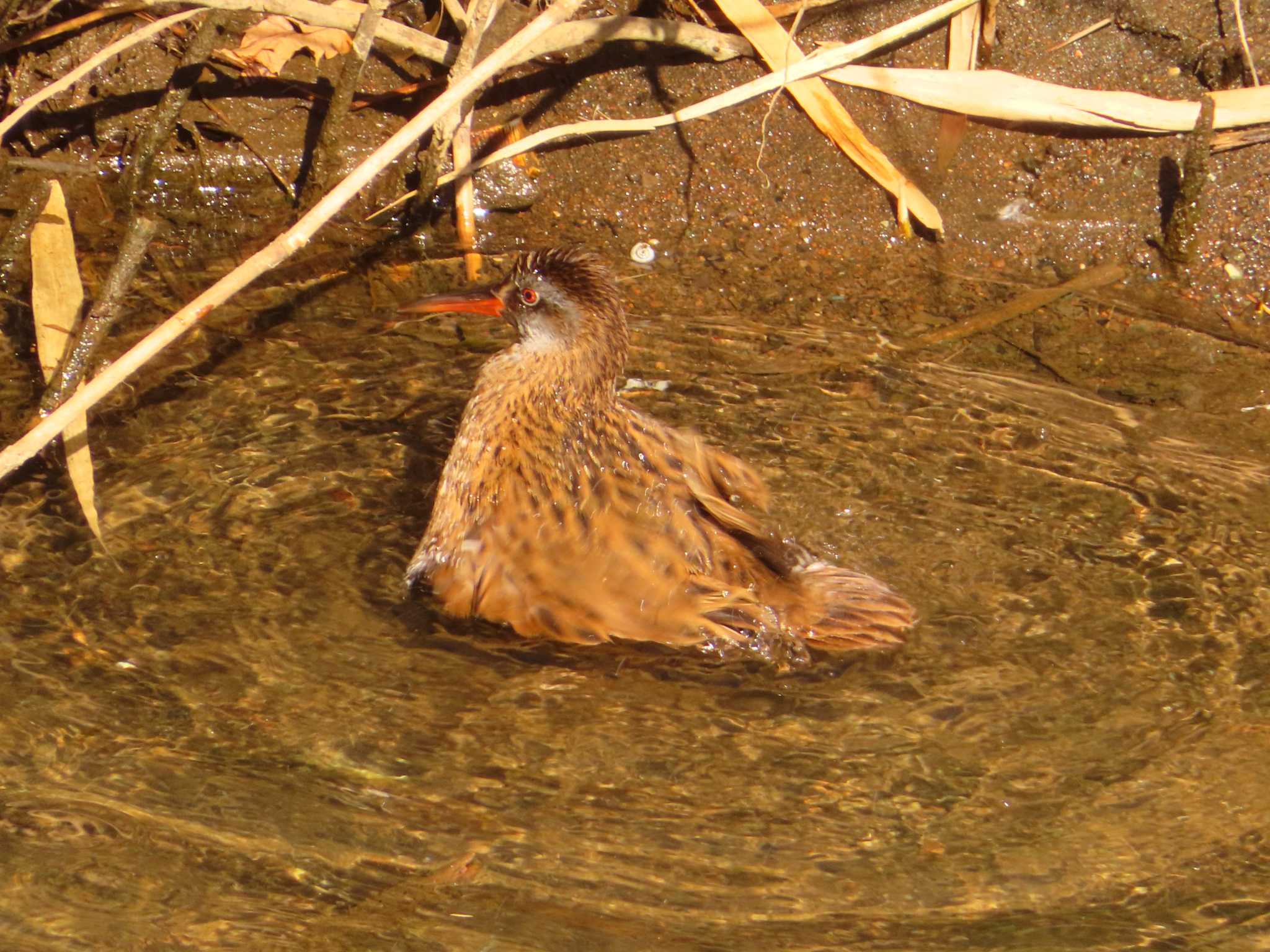 Brown-cheeked Rail