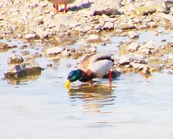 マガモ 大和川 2024年2月13日(火)