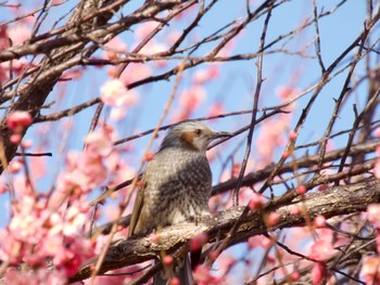 ヒヨドリ 大室公園 2024年2月4日(日)