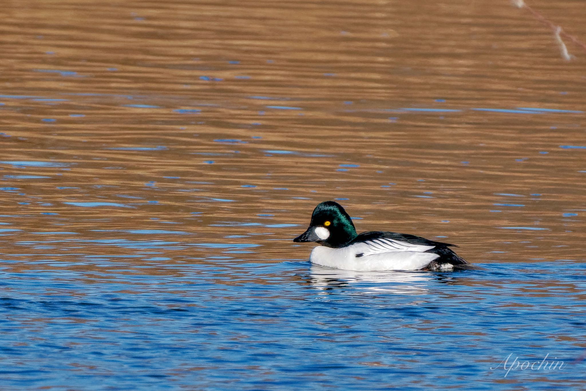 Photo of Common Goldeneye at 荒川自然観察テラス by アポちん