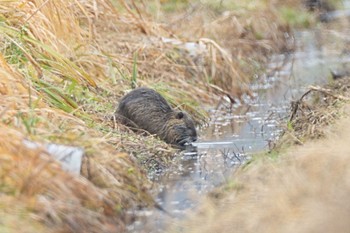 未同定 コウノトリの里 ヌートリア 2024年2月4日(日)