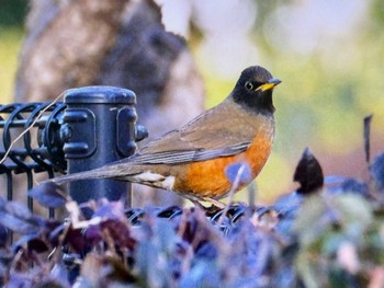 Brown-headed Thrush 木場公園(江東区) Fri, 2/16/2024