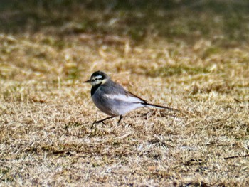 White Wagtail 木場公園(江東区) Fri, 2/16/2024