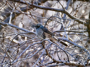 Brown-eared Bulbul 木場公園(江東区) Fri, 2/16/2024