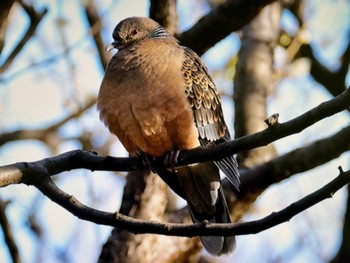 Oriental Turtle Dove 木場公園(江東区) Fri, 2/16/2024