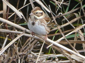 2018年11月24日(土) 恩田川(高瀬橋付近)の野鳥観察記録