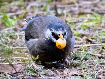 White-cheeked Starling 木場公園(江東区) Fri, 2/16/2024