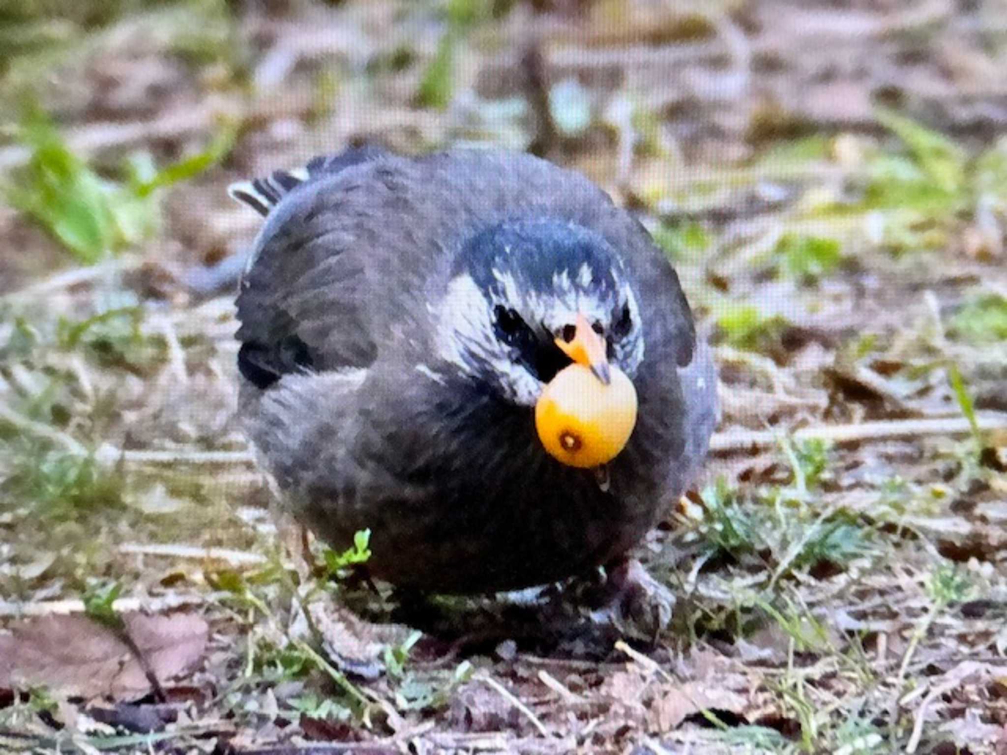 Photo of White-cheeked Starling at 木場公園(江東区) by ゆるゆるとりみんgoo