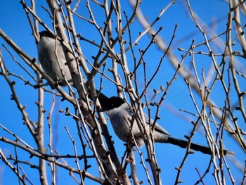 Azure-winged Magpie 木場公園(江東区) Fri, 2/16/2024