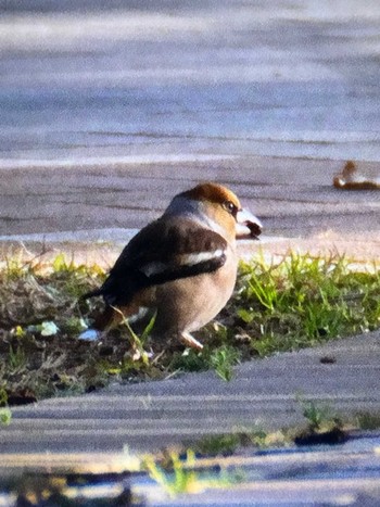 Hawfinch 木場公園(江東区) Fri, 2/16/2024