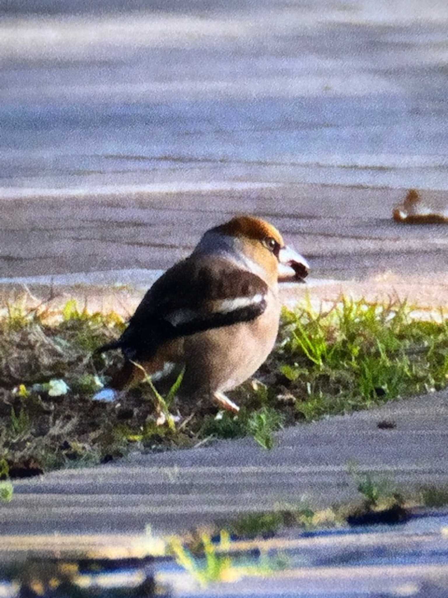 Photo of Hawfinch at 木場公園(江東区) by ゆるゆるとりみんgoo