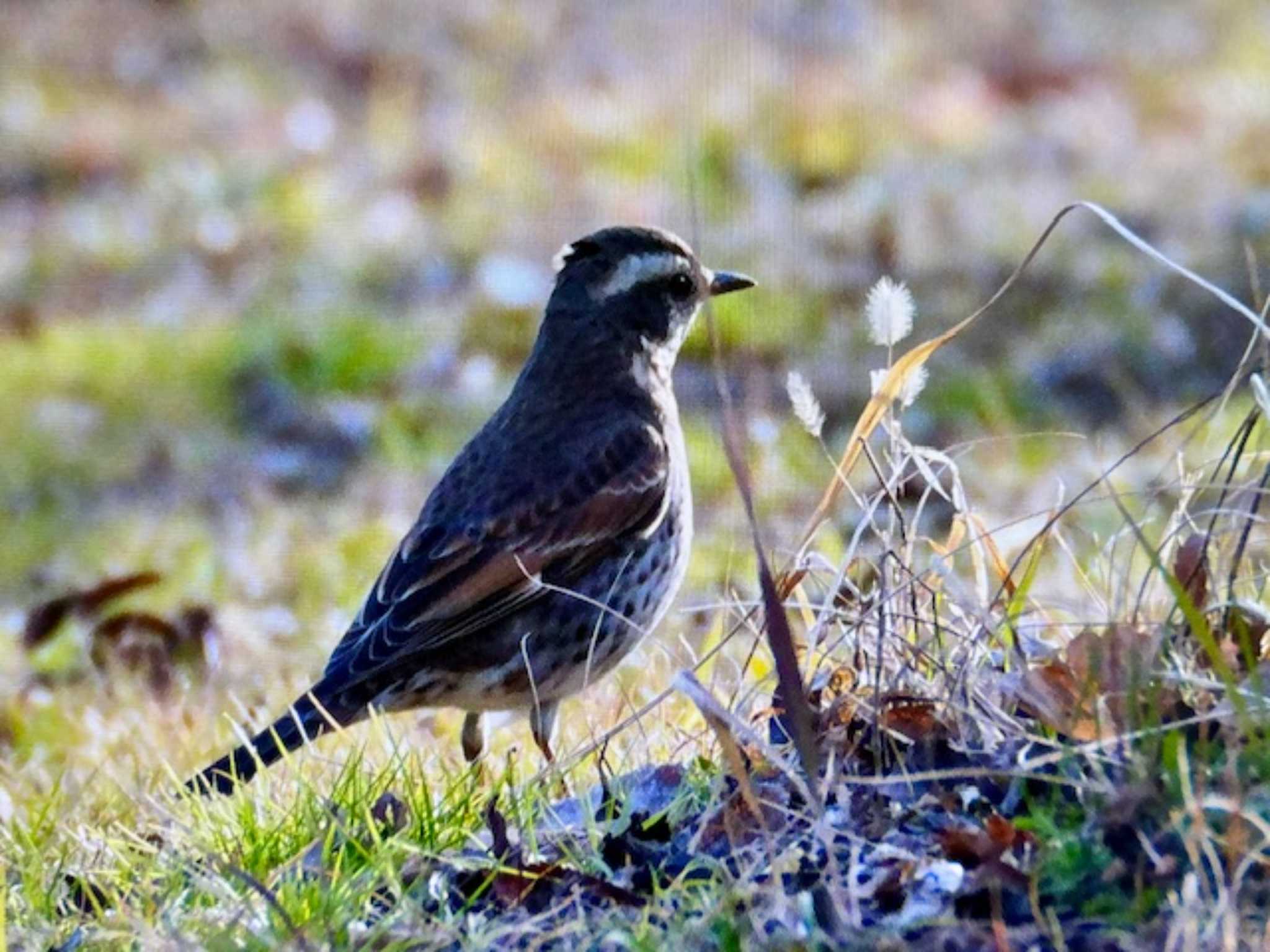 Photo of Dusky Thrush at 木場公園(江東区) by ゆるゆるとりみんgoo