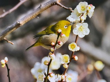 2024年2月16日(金) 木場公園(江東区)の野鳥観察記録