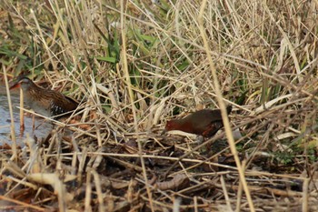 Ruddy-breasted Crake 21世紀の森と広場(千葉県松戸市) Wed, 2/14/2024