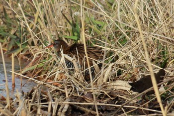 Brown-cheeked Rail 21世紀の森と広場(千葉県松戸市) Wed, 2/14/2024