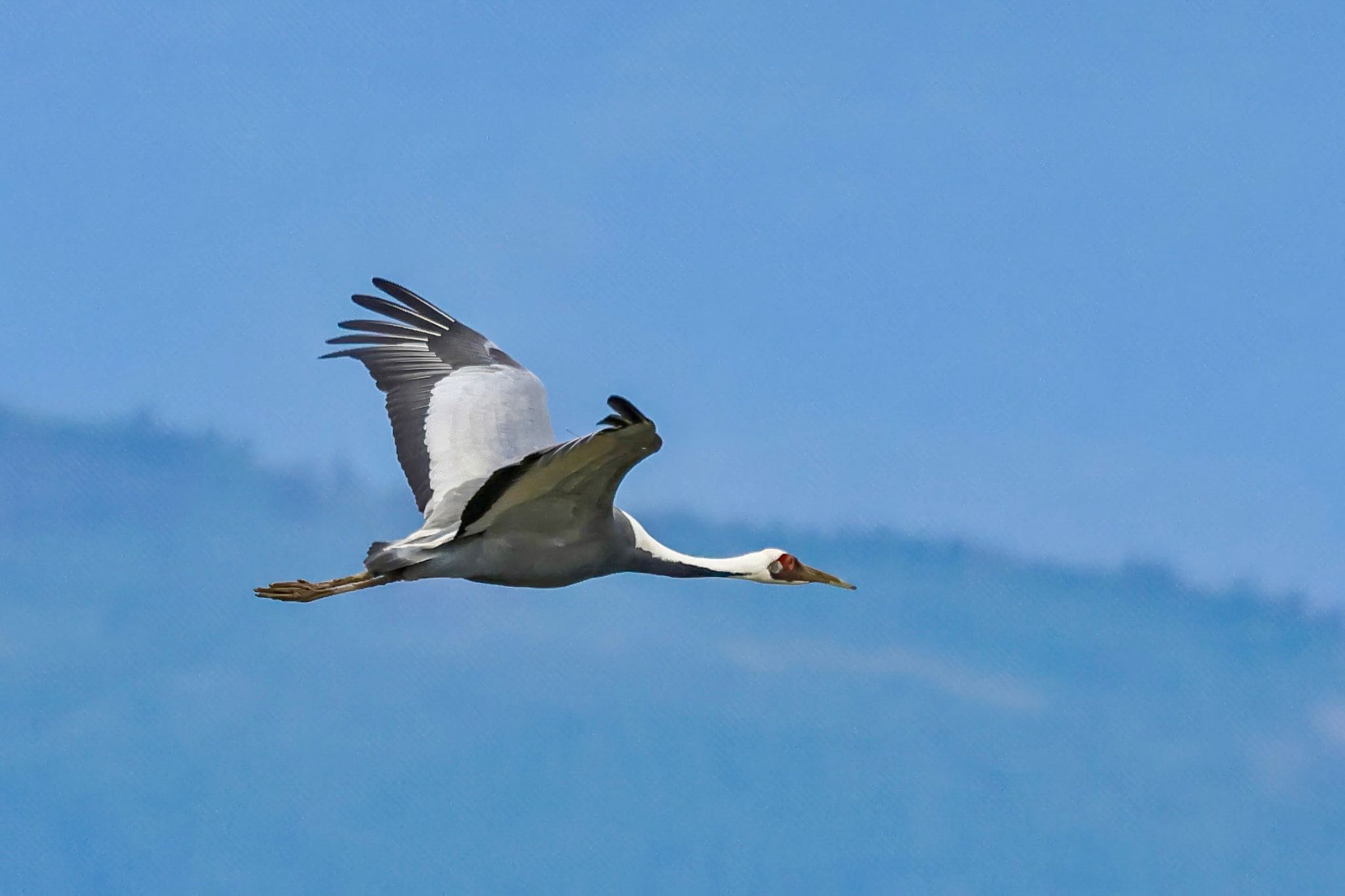 Photo of White-naped Crane at Izumi Crane Observation Center by amachan