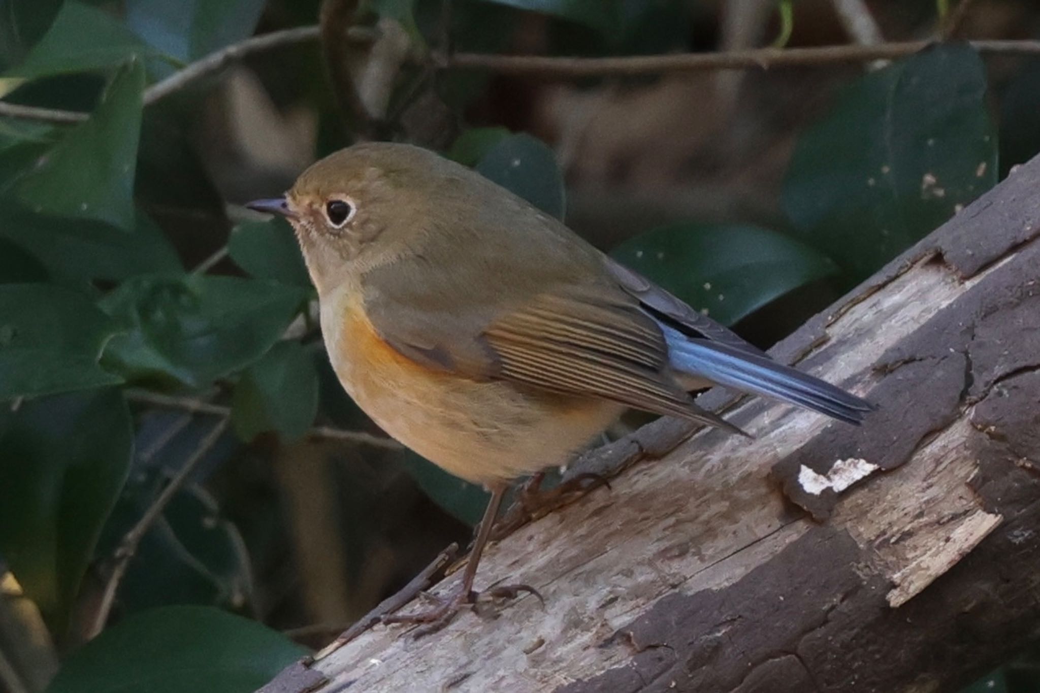 Red-flanked Bluetail